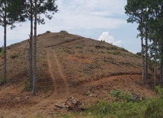 Lâm Hà: ”Cạo trọc” cả đồi thông để lấy đất sản xuất