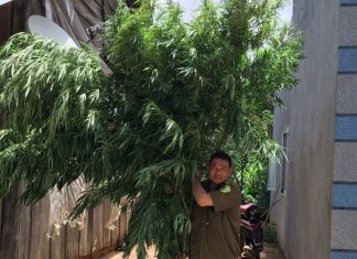 Lâm Hà: Tăng cường rà soát, xử lý việc trồng cây có chứa chất gây nghiện