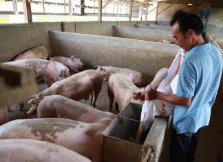 Lâm Đồng: Giá lợn tăng mạnh, người dân cẩn thận khi tái đàn