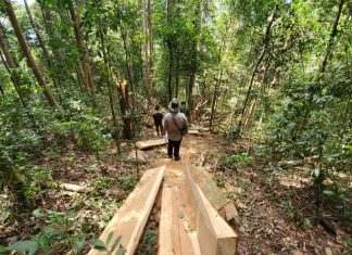 Truy băt nhóm lâm tặc chặt hạ 9 cổ thụ rừng tự nhiên Di Linh