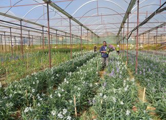 Đà Lạt: Một nông dân lời 5 tỷ đồng mỗi năm từ 5ha trồng đủ thứ hoa