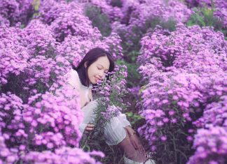 Cánh đồng hoa thạch thảo đẹp “rụng tim” ở Đà Lạt