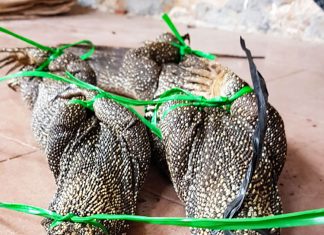 Đà Lạt: Mua và nuôi nhốt 3 cá thể Kỳ đà vân trái phép, bị phạt 660 triệu đồng