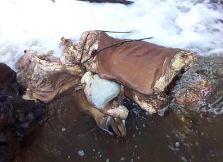 Di Linh: Trộm bò đưa ra bờ suối giết lấy thịt