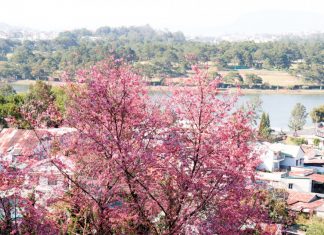 Đà Lạt: Hoa anh đào mời gọi bước chân du khách