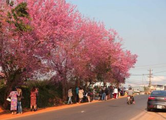 Du khách ngất ngây với mai anh đào đang nở rộ ở Đà Lạt