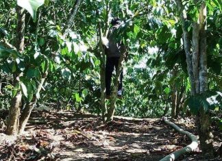 Lâm Đồng: Người hái thuê treo cổ tự tử trong vườn cà phê