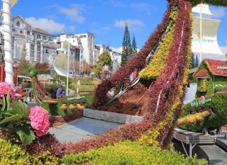 Tiểu cảnh hoa phục vụ Festival hoa Đà Lạt bị trộm