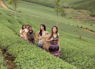 Đỗ Mỹ Linh và Kiều Loan hoá thôn nữ giữa đồi trà Bảo Lộc