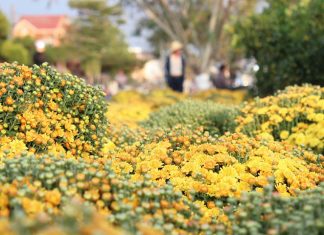 Bảo Lộc: Thông báo đăng ký kinh doanh tại Hội hoa xuân tết nguyên đán Canh Tý 2020