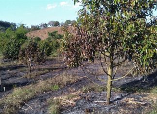 Lâm Đồng: Hỏa hoạn thiêu rụi nhiều diện tích cây trồng của người dân