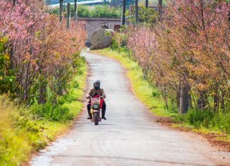 Đà Lạt: Mai anh đào rực rỡ giữa đồi chè Cầu Đất