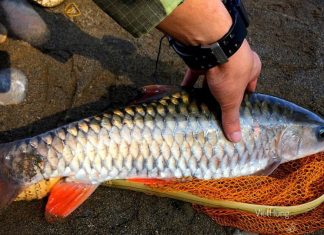 Lâm Đồng: Nuôi thành công loài cá chài thịt ngon trong ao đất