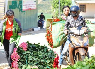 Virus corona khiến giá hoa hồng Đà Lạt chỉ còn 2.000 đồng/bông