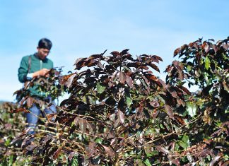 Lâm Đồng: Xót xa, sương muối “thủ tiêu” cả trăm ha cà phê