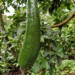 Bo-sap-nu-hoang-chan-dai-rot-gia-thuong-lai-om-vuon-ngam-trai-dang-1-1587450423-width450height600