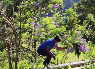 Xác định danh tính người đàn ông bẻ hoa phượng tím Đà Lạt trái phép