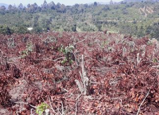 Lâm Đồng: Triệu tập nghi can cưa hạ hơn 560 cây cà phê