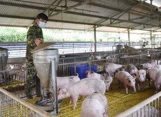 Thịt heo tăng phi mã, Lâm Đồng tìm hướng hạ nhiệt