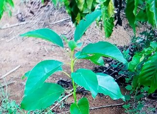 Lâm Đồng: Vừa trồng 1 tuần, gần 80 gốc bơ ghép bị nhổ trộm