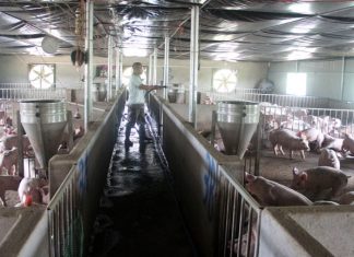 Lâm Đồng: Nuôi heo bằng công nghệ chuồng lạnh