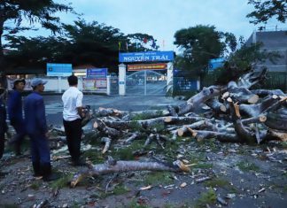 Kịp thời đốn hạ cây phượng cổ thụ sắp bật gốc trước cổng trường tiểu học ở Bảo Lộc