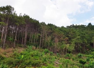 Lâm Đồng: Bị bạn săn bắn trúng đầu, nam thanh niên chết giữa rừng