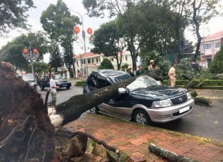 Lâm Đồng: Cây xanh bật gốc, đè bẹp dúm xe con
