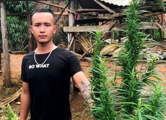 Lâm Đồng: Thanh niên nghiện ma túy trồng cần sa để sử dụng