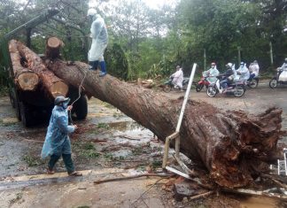 Bão số 2 gây mưa kèm gió mạnh làm nhiều cây xanh gãy đổ tại Đà Lạt