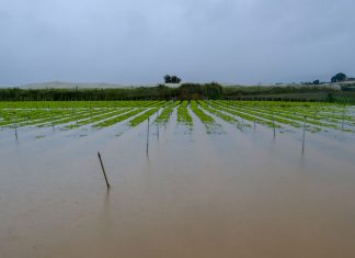 Lâm Đồng: Mưa lớn, lũ nhấn chìm hơn 300 ha rau màu ven sông Đa Nhim