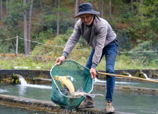 Lâm Đồng: Lao đao vì cá tầm nhập lậu