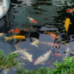 e88cde1097fc67a23eed