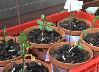 Lâm Đồng: Bắt nhóm chuyên trộm lan đột biến