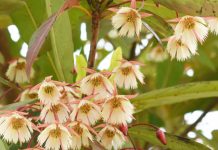 Đà Lạt vào mùa hoa cơm nước