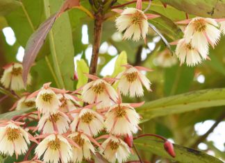 Đà Lạt vào mùa hoa cơm nước