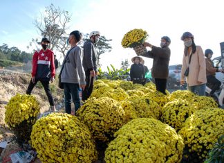 Đà Lạt: Hoa ”xổ hàng”, dân tấp nập đi mua chiều 30 tết