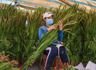 Lâm Đồng: Người trồng hoa lo âu ngày giáp tết