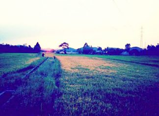 Đạ Huoai: Đang gặt lúa giữa đồng, 1 người bị sét đánh tử vong