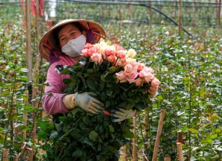 Lâm Đồng: Hoa hồng tăng giá mạnh cận ngày 8/3