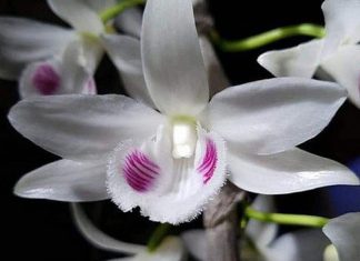 Quản lý thuế đối với giao dịch lan đột biến