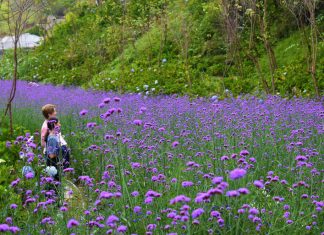 Điểm du lịch canh nông Đà Lạt phải có diện tích tối thiểu 5.000 mét vuông