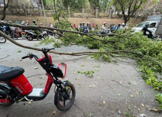 Đà Lạt: Container kéo gãy cành cây đè vào người đi đường