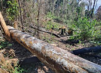 Lâm Đồng: Tạm đình chỉ công tác 4 trưởng ban quản lý rừng phòng hộ