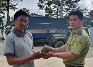 Đà Lạt: Giải cứu cá thể Tê tê trước khi lên bàn nhậu