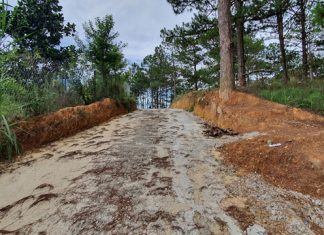 Đà Lạt: Xử lý nghiêm hành vi san gạt, mở đường trên đất rừng