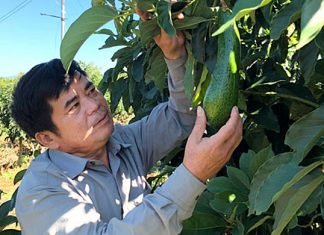 Lâm Đồng: Trồng bơ công nghệ cao – Đón bơ nghịch vụ