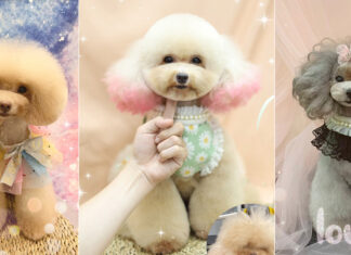 Tiệm làm đẹp thú cưng Bảo Lộc nhận đào tạo học viên spa và grooming chuyên nghiệp