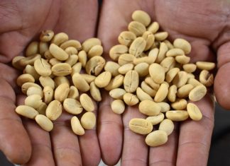 Đà Lạt: Trồng thành công giống cà phê Geisha quý hiếm