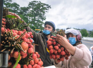Lâm Đồng: Hỗ trợ tiêu thụ 50 tấn vải thiều cho nông dân Bắc Giang